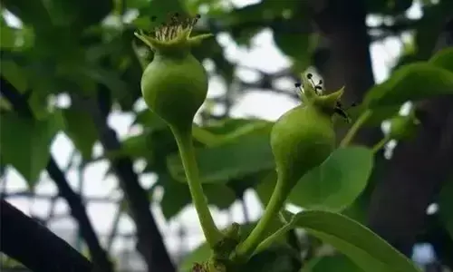 安泰生物_安泰生_安泰生的功效与作用