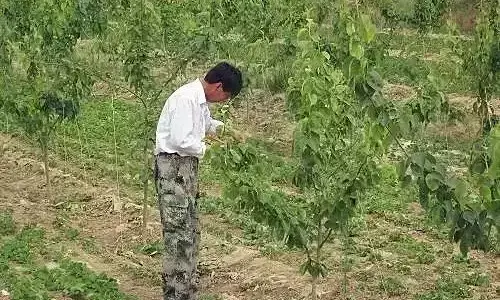 安泰生的功效与作用_安泰生物_安泰生