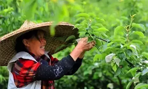 安泰生的功效与作用_安泰生_安泰生物